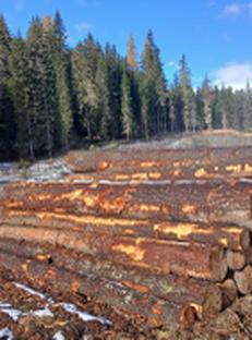 Auktion Zirbensägerundholz Los 8 - Image