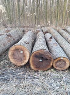 Auktion Schwarznuss-Wertholzauktion - Image