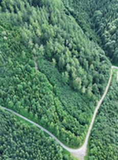 Auktion Gebirgslärchen(-lang)holz im FB Steyrtal - Image