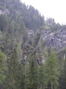 Auktion Zirbensägerundholz aus dem Pinzgau (Los 2) - Image