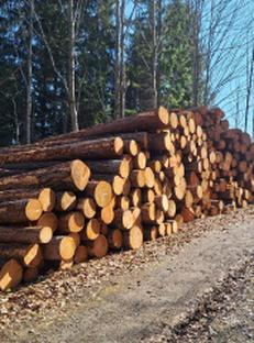 Auktion Lärchenwertholz-Auktion - Image