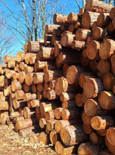 Auktion Lärchenwertholz-Auktion - Image