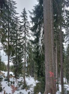 Auktion Wertholz aus dem Forstrevier Gosau - Image