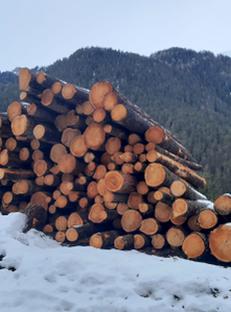 Auktion Zirbensägerundholz aus Tirol - Image
