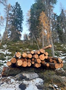 Auktion Zirbensägerundholz Los 5 - Image