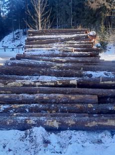 Auktion Zirbensägerundholz Los 13 - Image