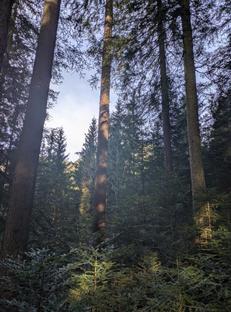 Auktion Tannen-Wertholzauktion Salzkammergut - Image