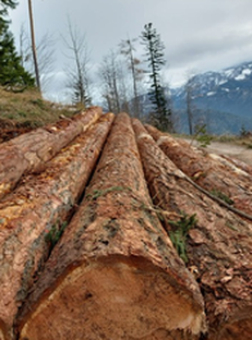 Auktion Lärchenlangholz aus dem Forstbetrieb Waldviertel-Voralpen - Image