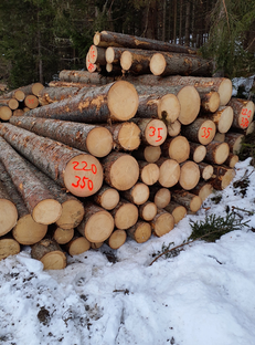 Auktion Sägerundholz aus dem Forstrevier Annaberg - Image