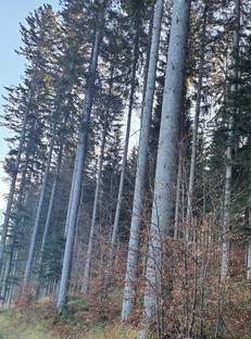 Auktion Wertholz aus dem Kemetgebirge - Image