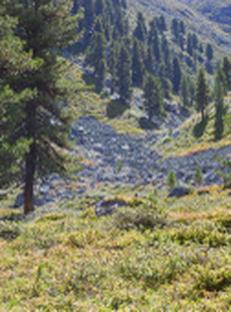 Auktion Zirbensägerundholz Los 9 - Image