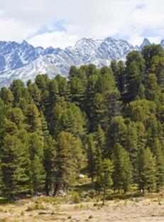 Auktion Zirbensägerundholz Los 10 - Image